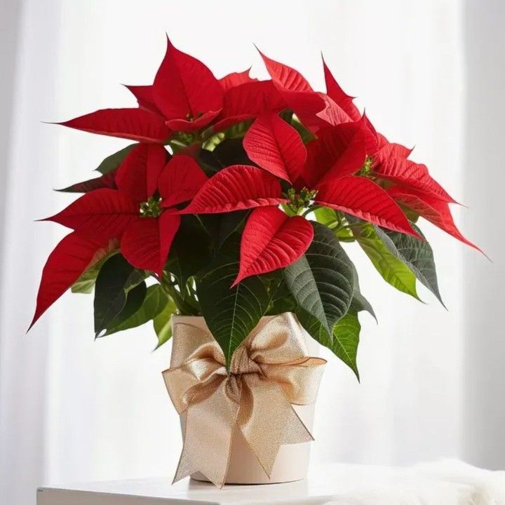 ✨ Navidad 2025: Flores que Inspiran Amor y Magia — Floristería Cristian x Shopping Floral