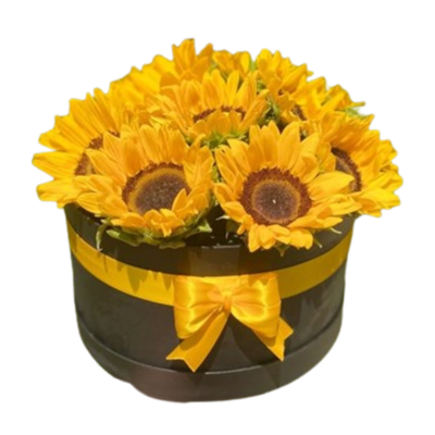 Caja Sol Pleno