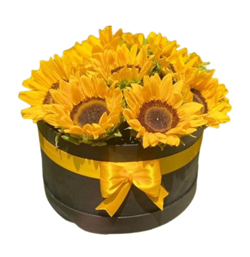 Caja Sol Pleno