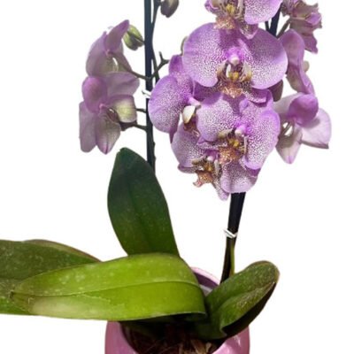 Orquídea Perla Lila