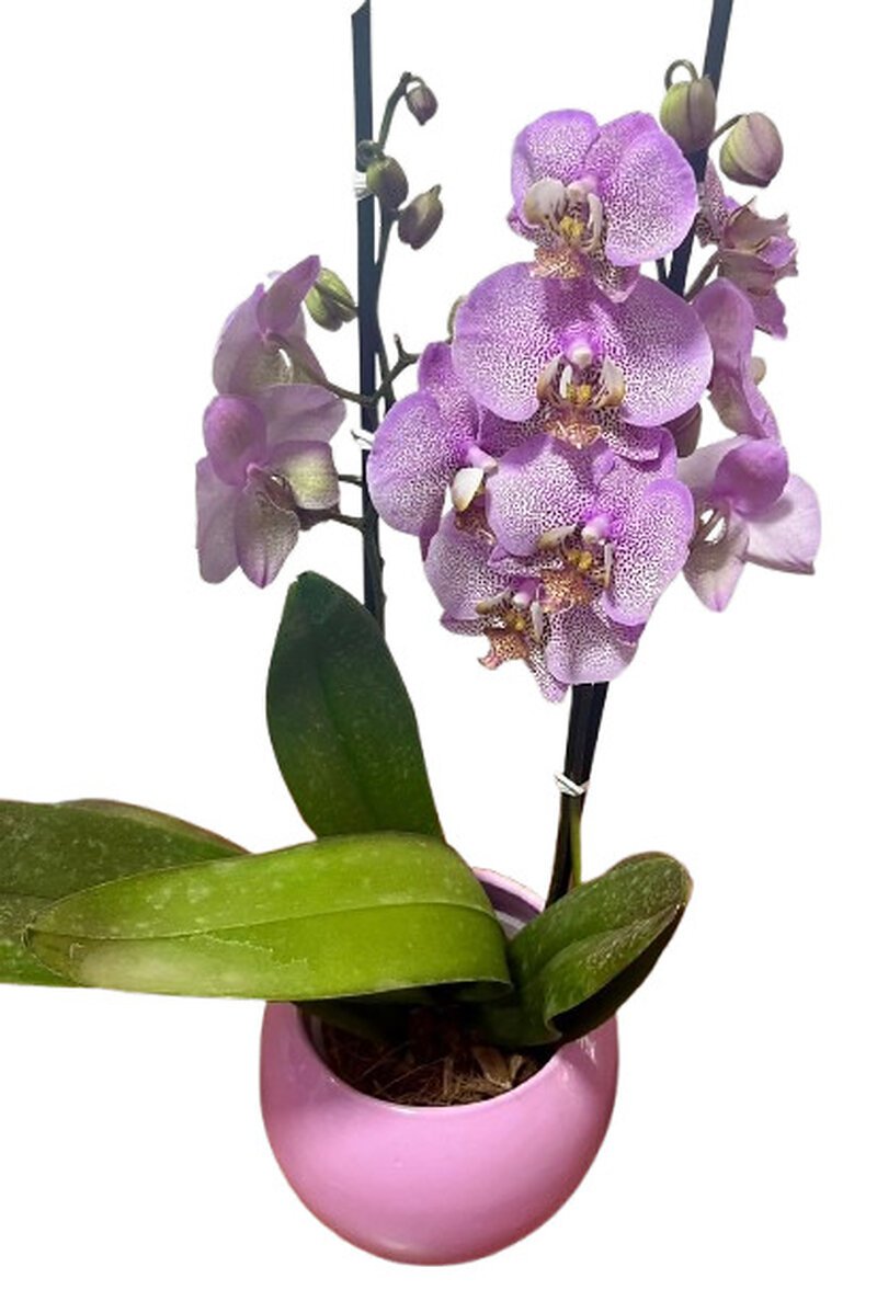 Orquídea Perla Lila