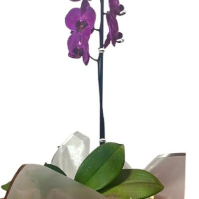Orquídea Lila Imperial