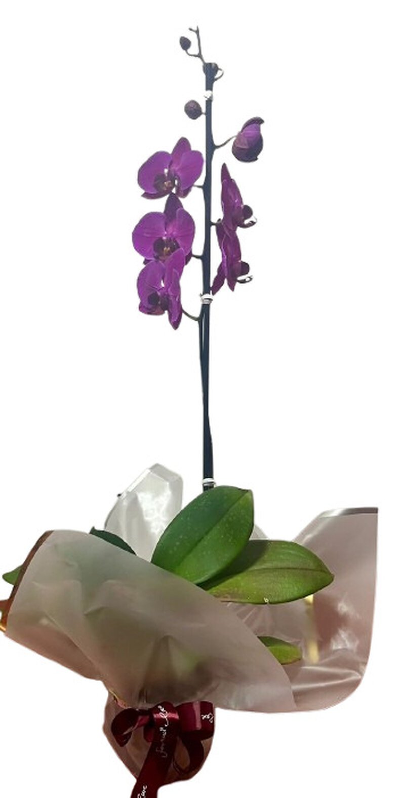 Orquídea Lila Imperial