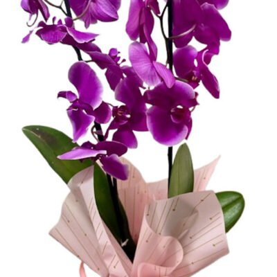 Orquídea Fucsia Real