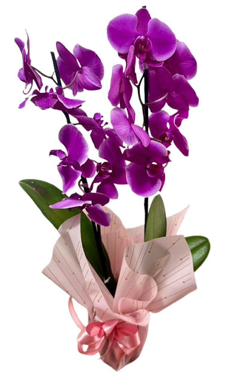 Orquídea Fucsia Real